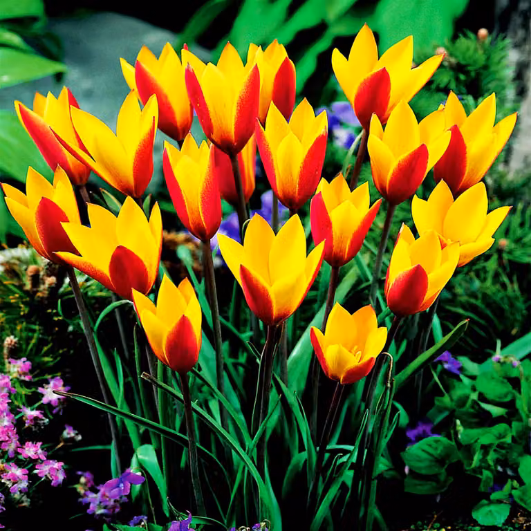 Tulipani Bulbi Fiori Botanici Tulipano Cynthia 5 pz.