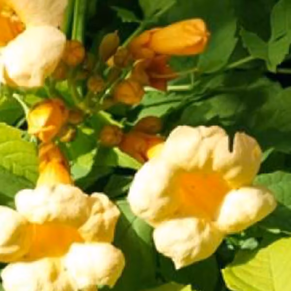 2 piante di Campsis radicans 'Flava' (gelsomino rampicante giallo), alte 50-60 cm, in vaso