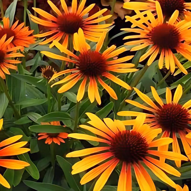 6 x Echinacea purpurea 'Flame Thrower'® (falso girasole) | Vaso da 9x9 cm