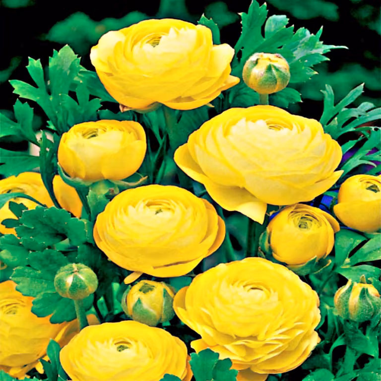 Ranunculus Ranuncolo Giallo Giallo 5 pz Ranuncoli piantina piantine Bulbi