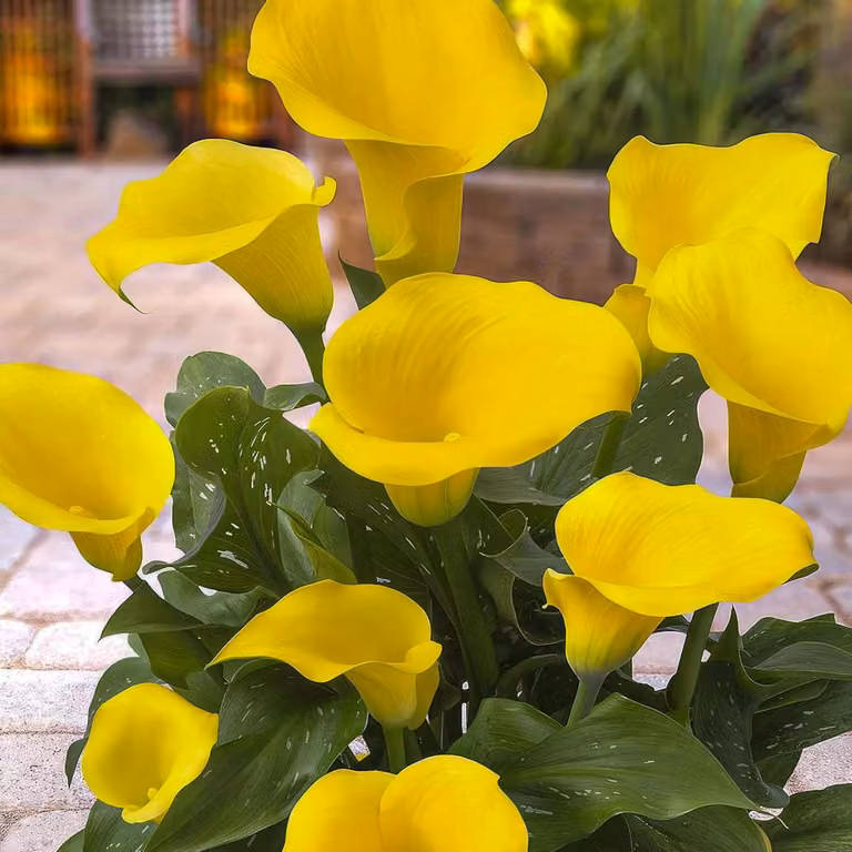 Bulbi di Calla Lily resistenti al freddo, perenni - Zantedeschia Yellow Passion (giallo) - 5 grandi bulbi da fiore - Piante vere provenienti dall'Olanda - adatte per giardino e vaso (non semi, non artificiali)