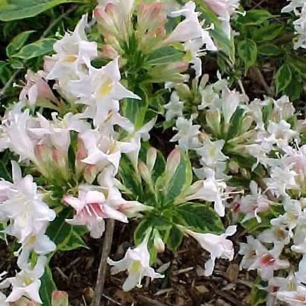 2 piante di Weigela variegata a foglia stretta - Weigela 'Nana Variegata' | 30-40 cm in vaso