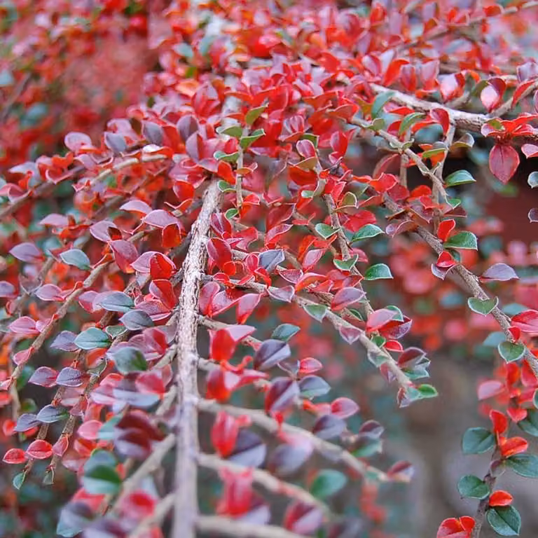 2 piante di Cotoneaster orizzontale a cespuglio compatto, in vaso | altezza: 20-25 cm