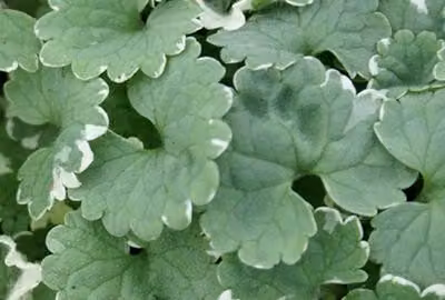 6 x Glechoma hed. 'Variegata' - Gundermann - Vaso 9 x 9 cm