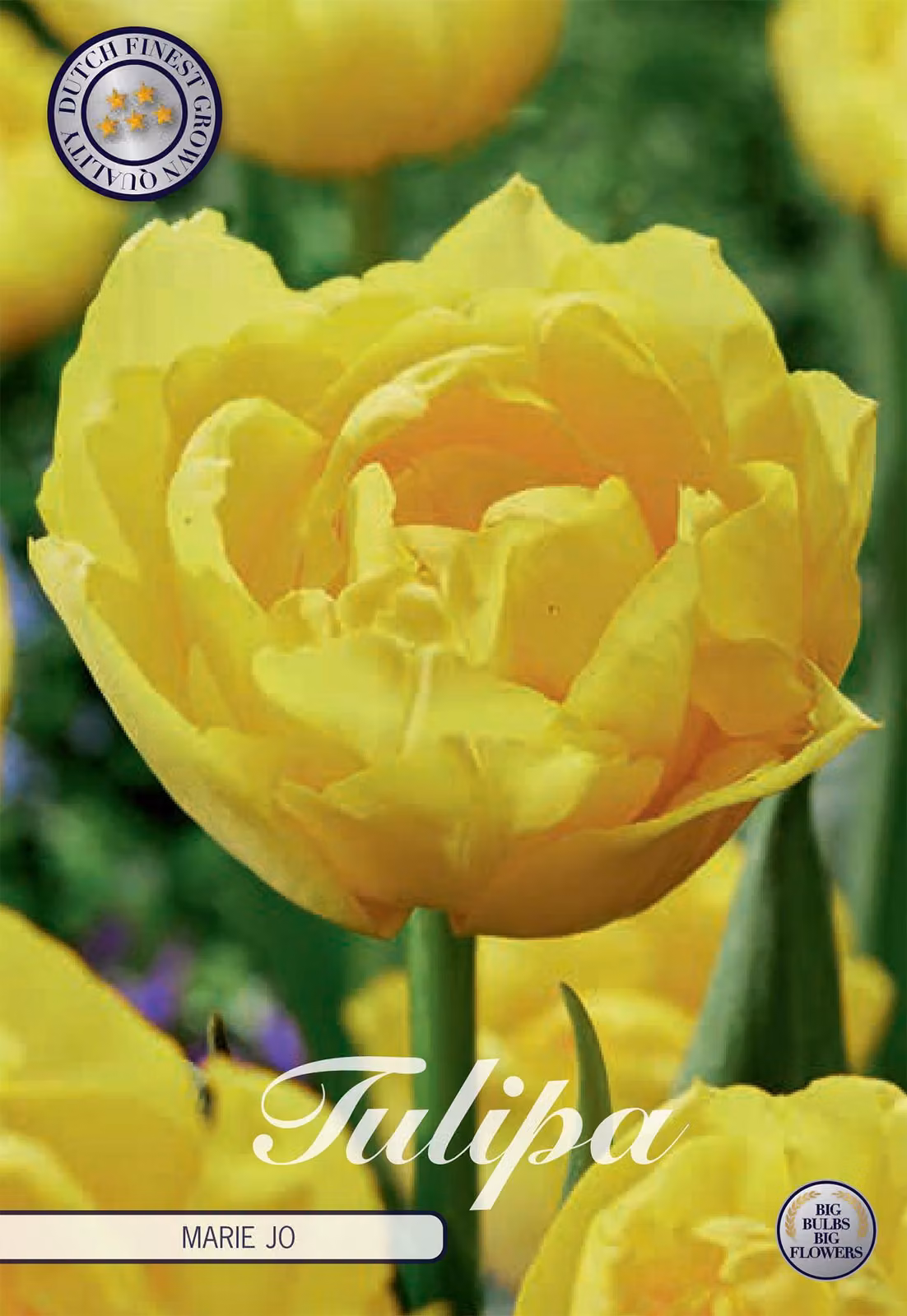 Tulipano Mary Jo (7 bulbi) | Bulbi di tulipano di Sam van Schooten