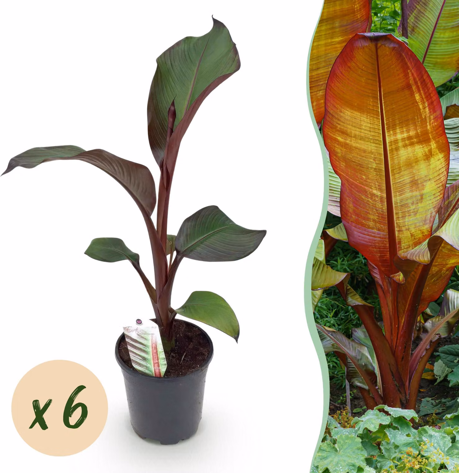 Pianta da frutto - Banano - Ensete ventricosum Maurelli - Difficile | 6 pezzi - 30-40cm - Ø17cm - Pianta da giardino