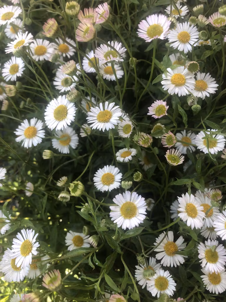 6 x Erigeron karvinskianus - Fioritura in vaso 9 x 9 cm