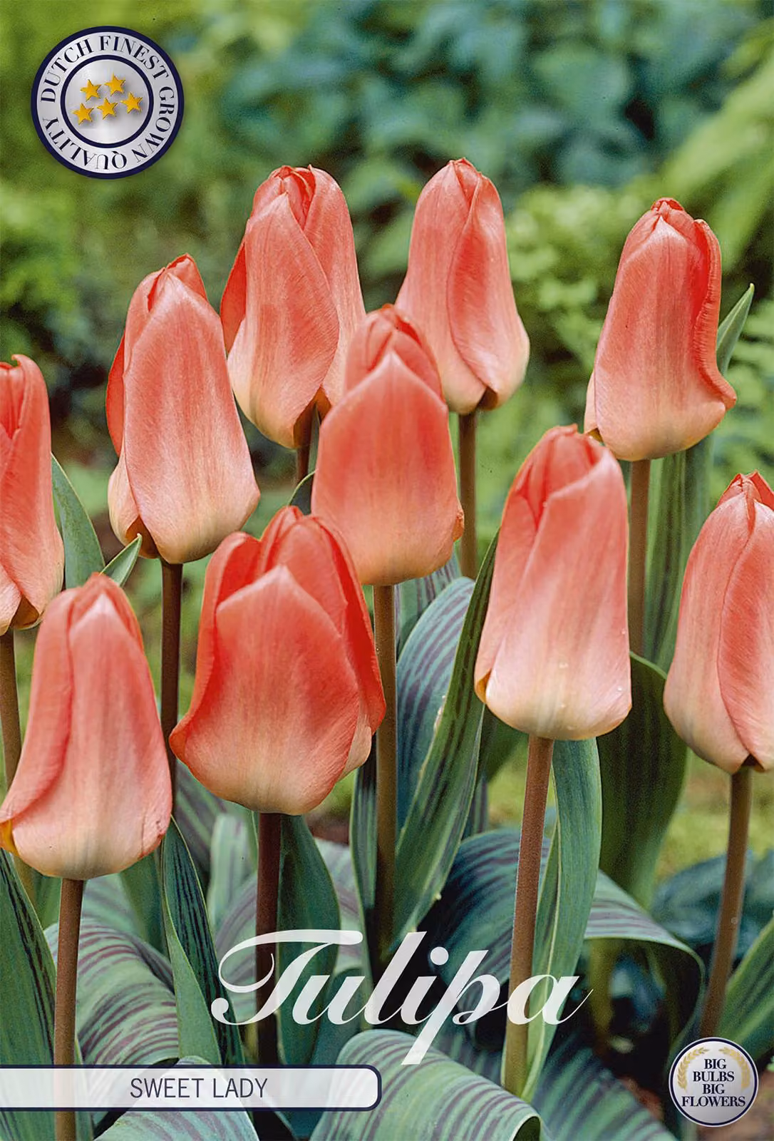 Tulipano Sweet Lady (7 bulbi) | Bulbi di tulipano di Sam van Schooten