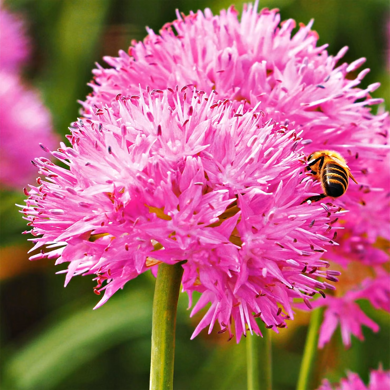 Bulbi da fiore Bulbi Porro ornamentale Allium Carolinianum 3 pz.
