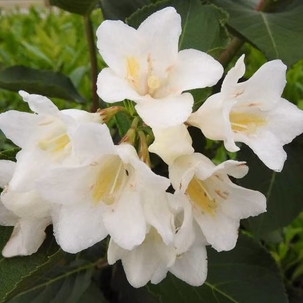 2 piante di Weigela - Weigela 'Candida' | Altezza: 50-60 cm, in vaso