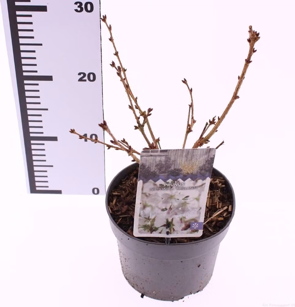 Prunus kurilensis 'Brillant' - Ciliegio nano 40-60 cm - Ciliegio kuril per giardino, resistente, fiorito, ideale per piccoli giardini