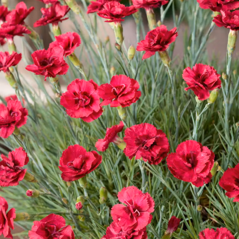 6 piante di Dianthus plumarius 'Munot' (Feder-Nelke), in vaso da 9x9 cm