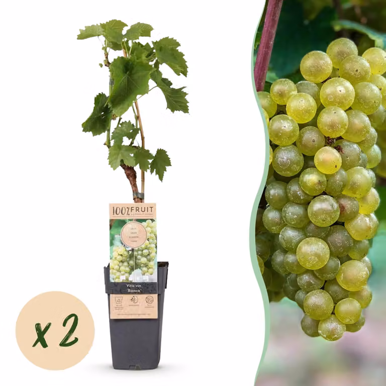 Uva bianca - Vitis vinifera Bianca - 2 piante - Pianta da frutto - 40-50cm - Ø15cm - Pianta da giardino