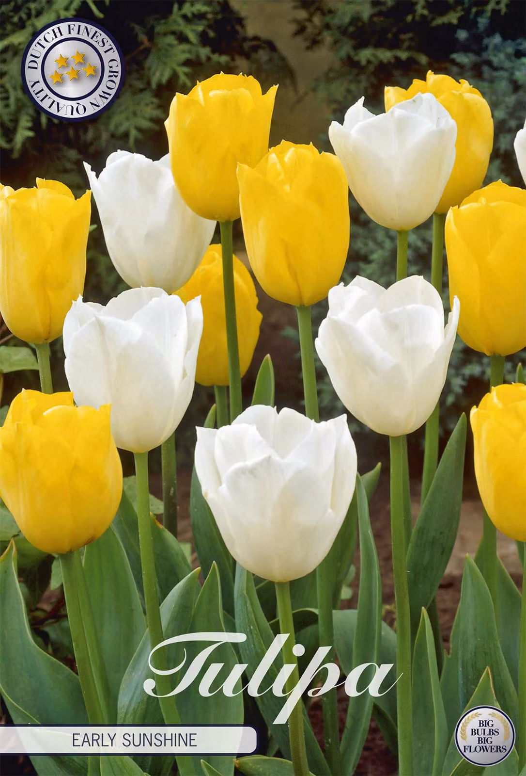 Tulipano Early Sunshine (10 bulbi) | Bulbi di tulipano di Sam van Schooten