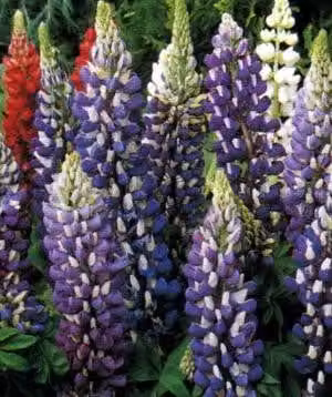6 x Lupinus hybr. 'The Governor' ('kastellan') - Lupino - vaso 9 x 9 cm