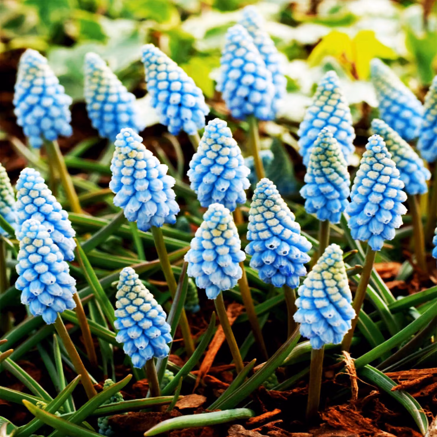 Bulbi di fiori di Muscari Bulbi di fiori di giacinto d'uva Finitura Valerie 10 pz.