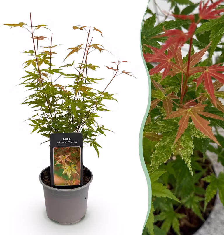 Acer palmatum Phoenix - Rosa - Decidua - Bassa manutenzione - 25-35cm - Ø12cm - Pianta da giardino