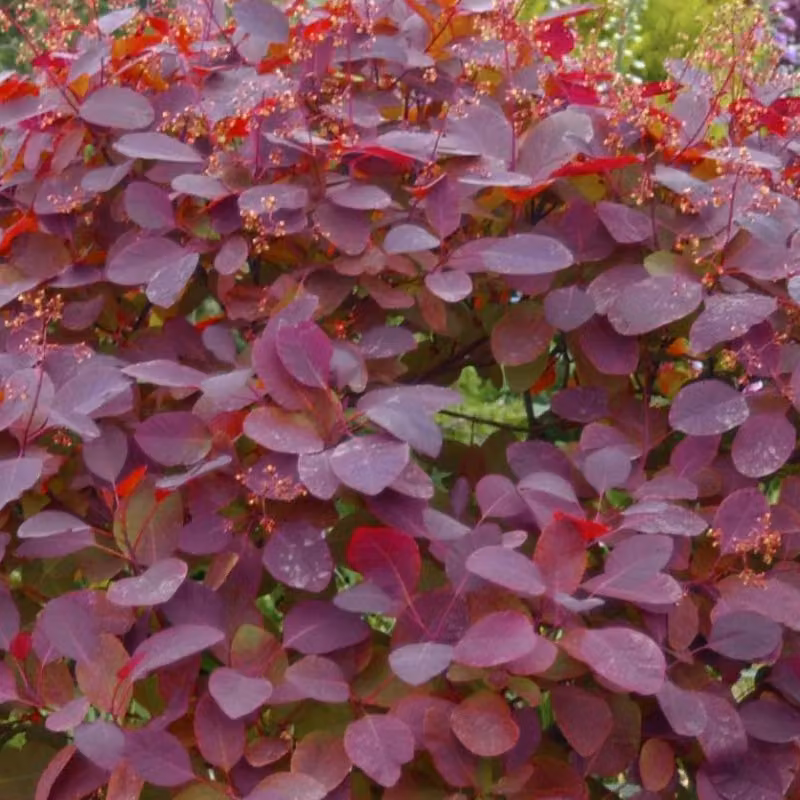 2 x Arbusto ornamentale "Perückenstrauch" - Cotinus dummeri 'Grace' | 40-60 cm, in vaso