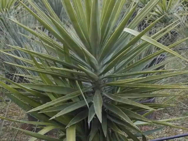 Pianta da interno ornamentale Gardenaria Yucca verde con foliage, Altezza: 180 cm