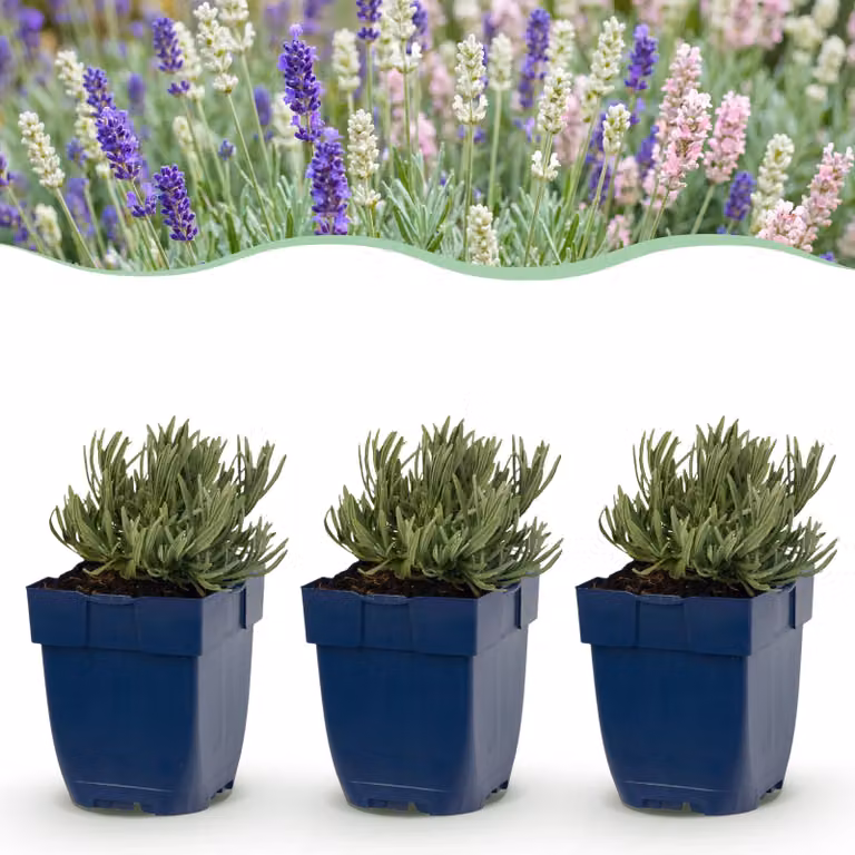 Lavandula Tricolour - Lavanda - Profumata - Blu - Rosa - Bianca - 6 piante - 15-25cm - Ø11cm - Pianta da giardino