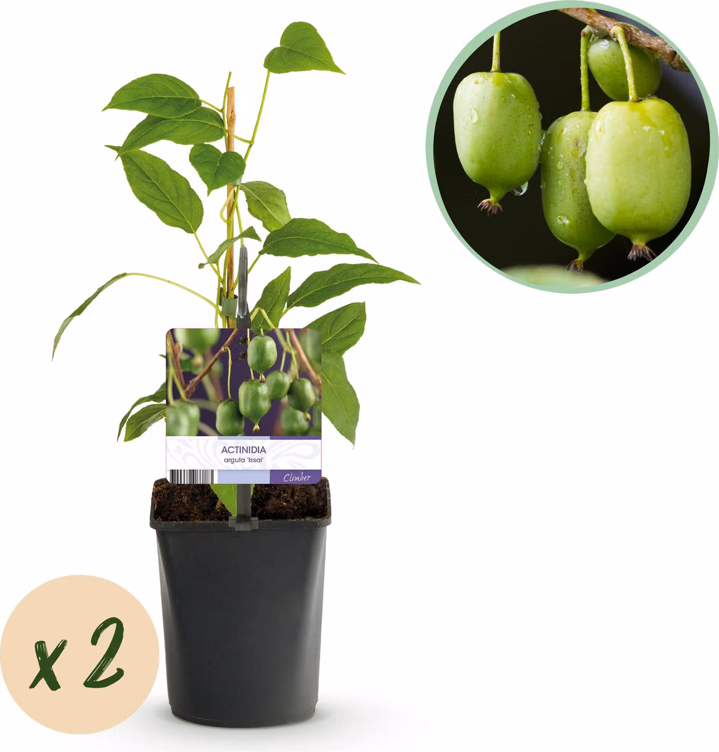 Pianta da frutto - Kiwi - Actinidia arguta Issai - Groene Vrucht - 2 piante - 30-40cm - Ø10cm - Pianta da giardino