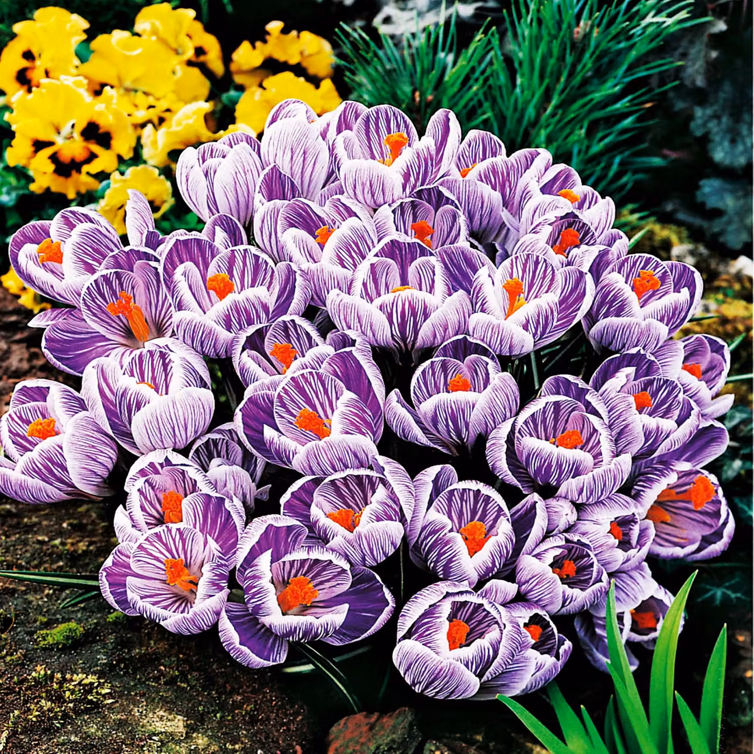 Bulbi da fiore Bulbi di Crocus a fiore grande Crocus King Of Striped XXXL 10 pz.
