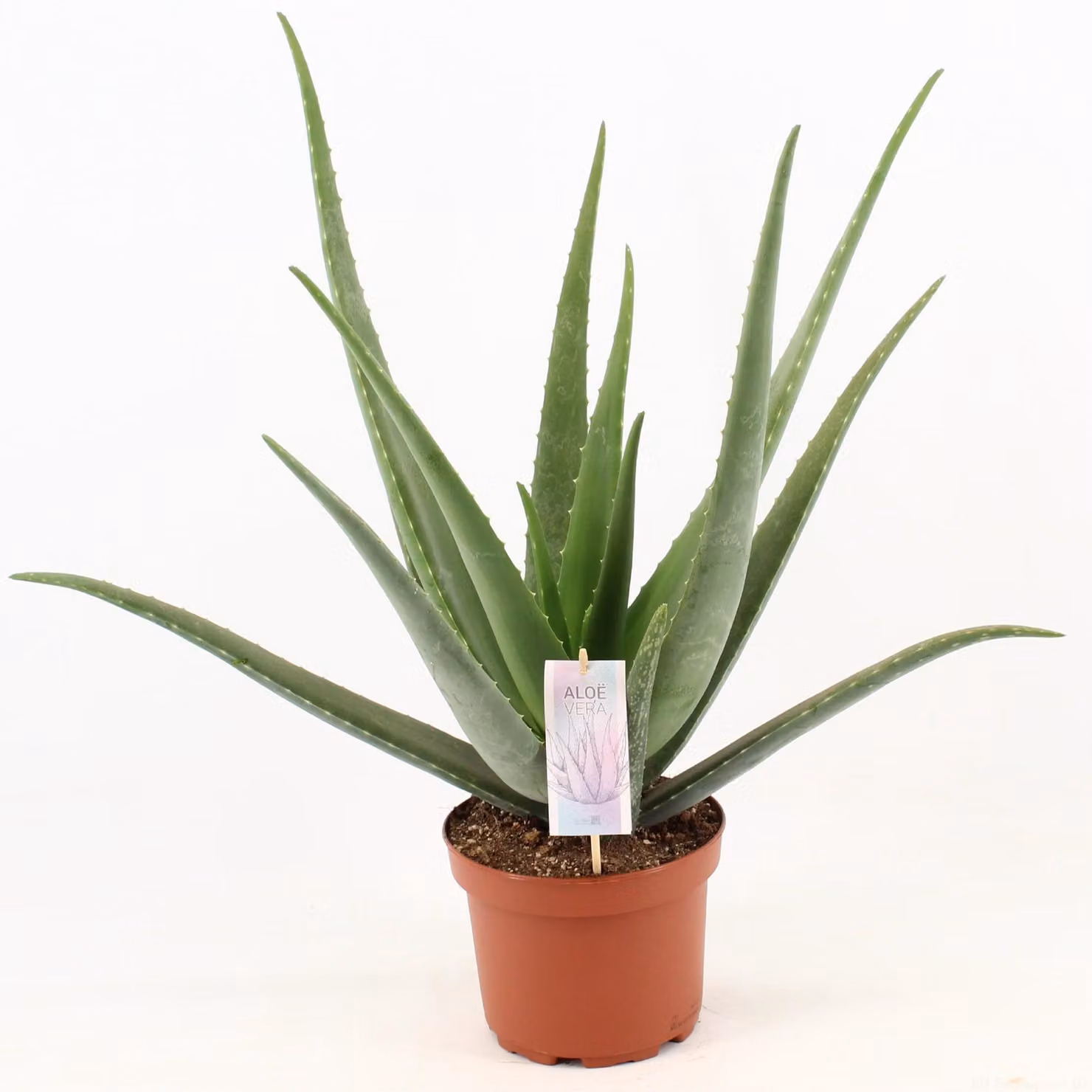 Aloe Vera - 60-70cm - Ø19cm - Pianta d'appartamento - Sempreverde - Cactus e piante grasse