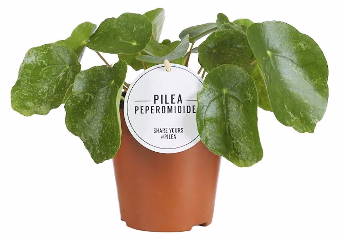 Zucchero Pilea - 20cm - Ø13cm - Pianta d'appartamento - Sempreverde