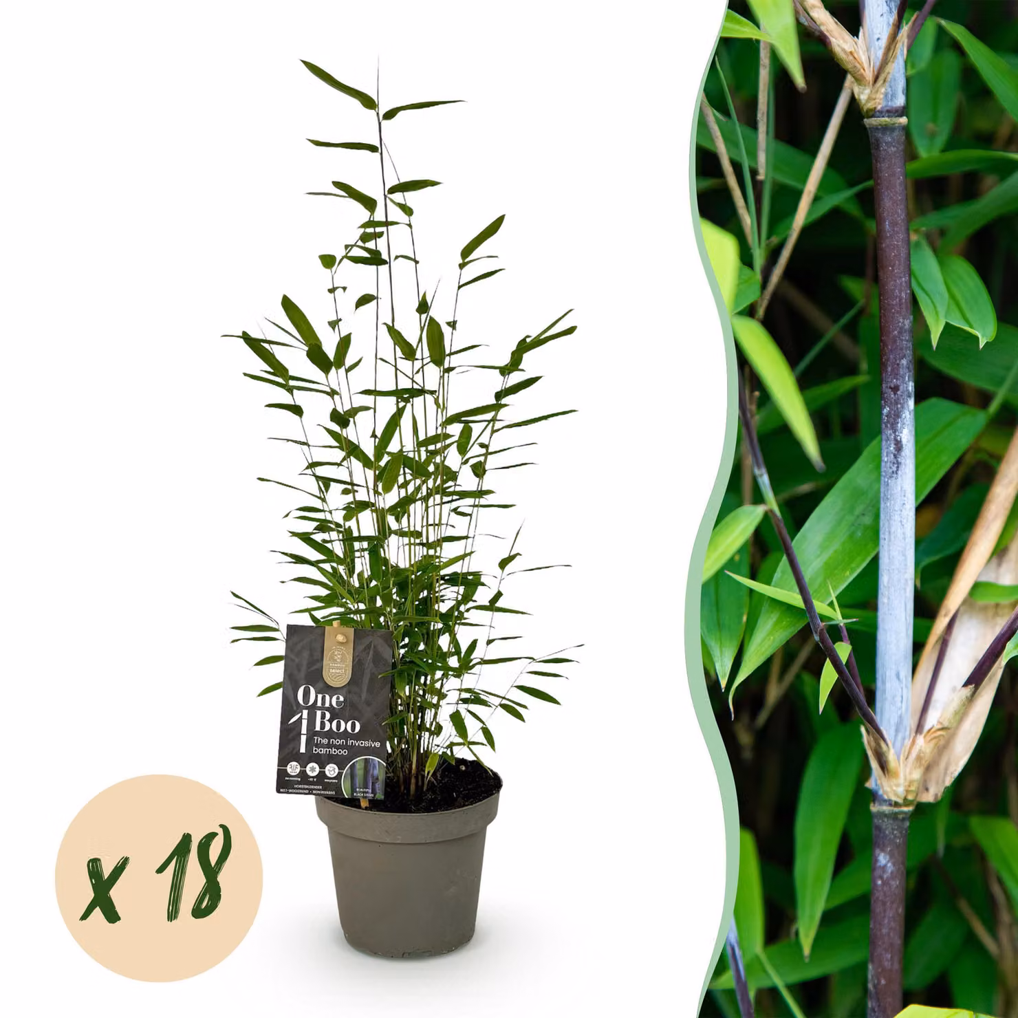 Bambù - Fargesia Black Dragon - Sempreverde - Non invasivo - 18 piante - 25-35cm - Ø14cm - Pianta da giardino