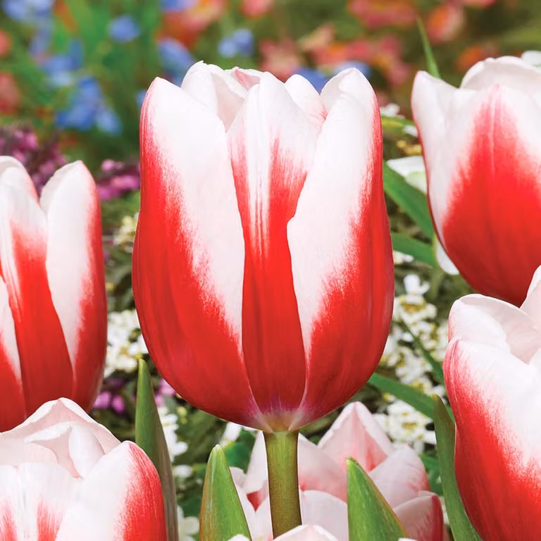 Tulipani Bulbi Bulbi Fiori Trionfo Tulipano senza tempo 5 pz.