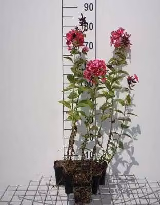 6 x Phlox (p) 'Tenor' - Flammenblume - Topf 9 x 9 cm