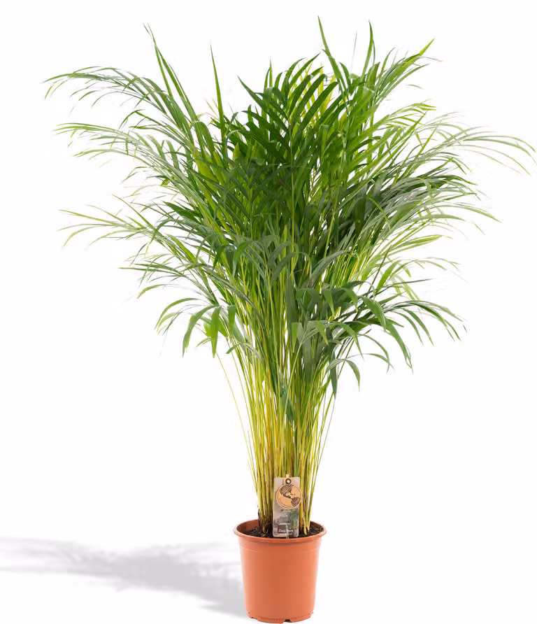 Palma da frutto dorata - Ø21cm - ↕110cm
