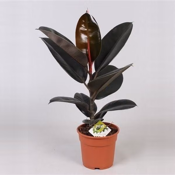 Albero della gomma Ficus elastica Abidjan 60 cm Pianta da appartamento