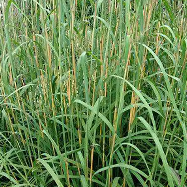 6 piante di *Andropogon gerardii* (Gerards Blauhalm) | Vaso da 9x9 cm