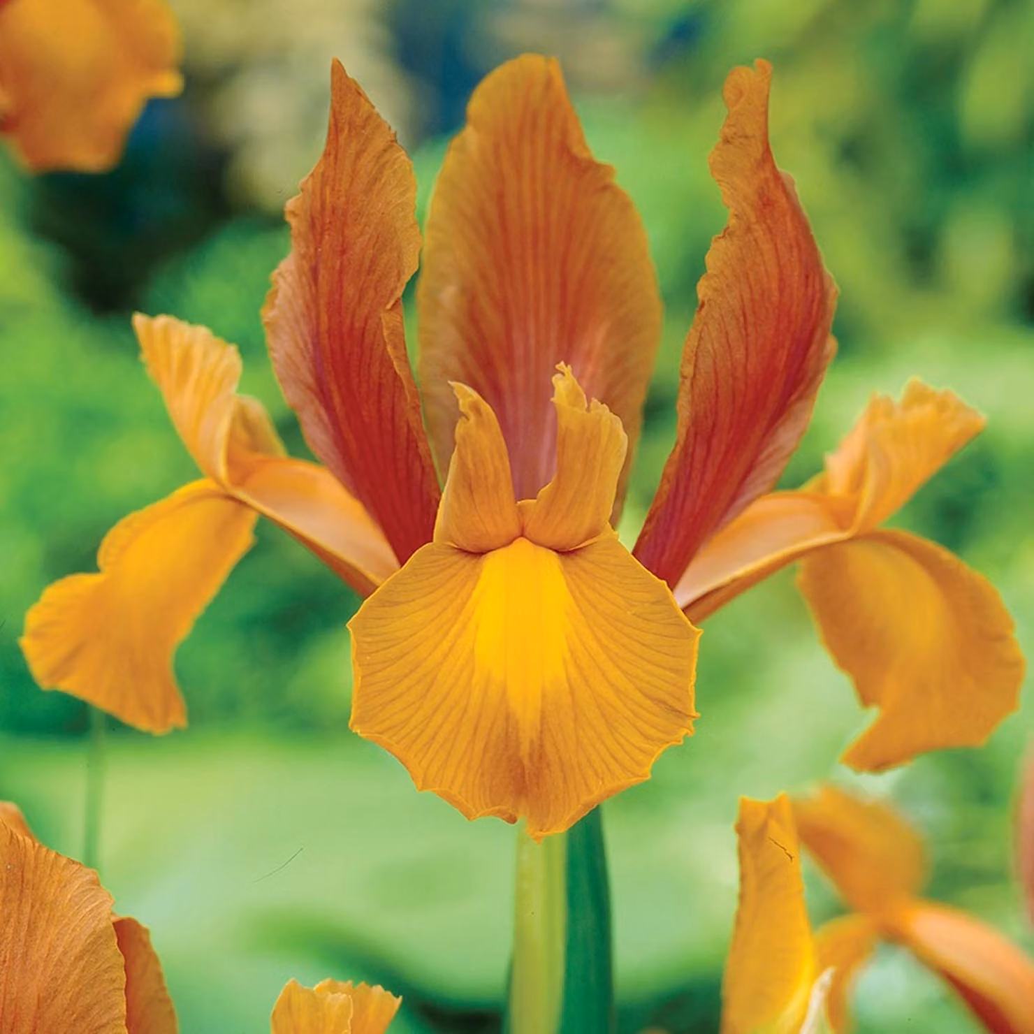 Bulbi da fiore Bulbi da fiore Iris Iris olandese Autumn Princess 10 pz.
