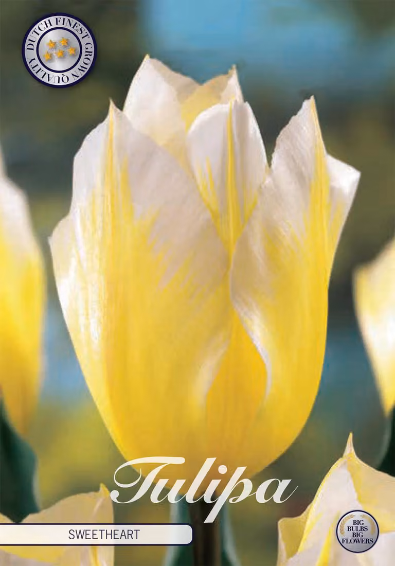 Tulipa - Fosteriana - Cuoricino