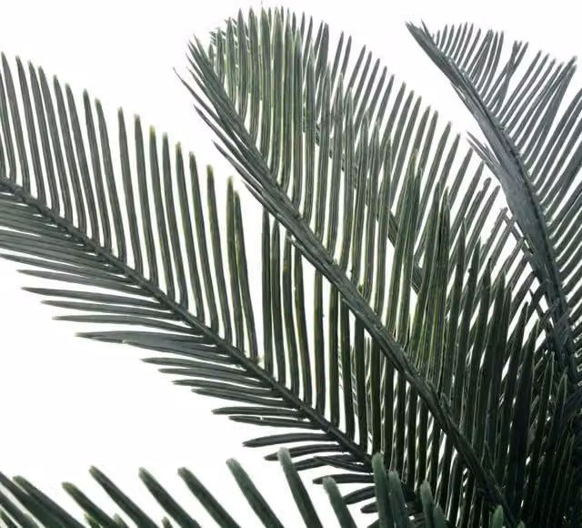 Palma di Cycas Artificiale con Vaso Verde DESIGN IN, Colori Verde e Marrone, Altezza: 125 cm