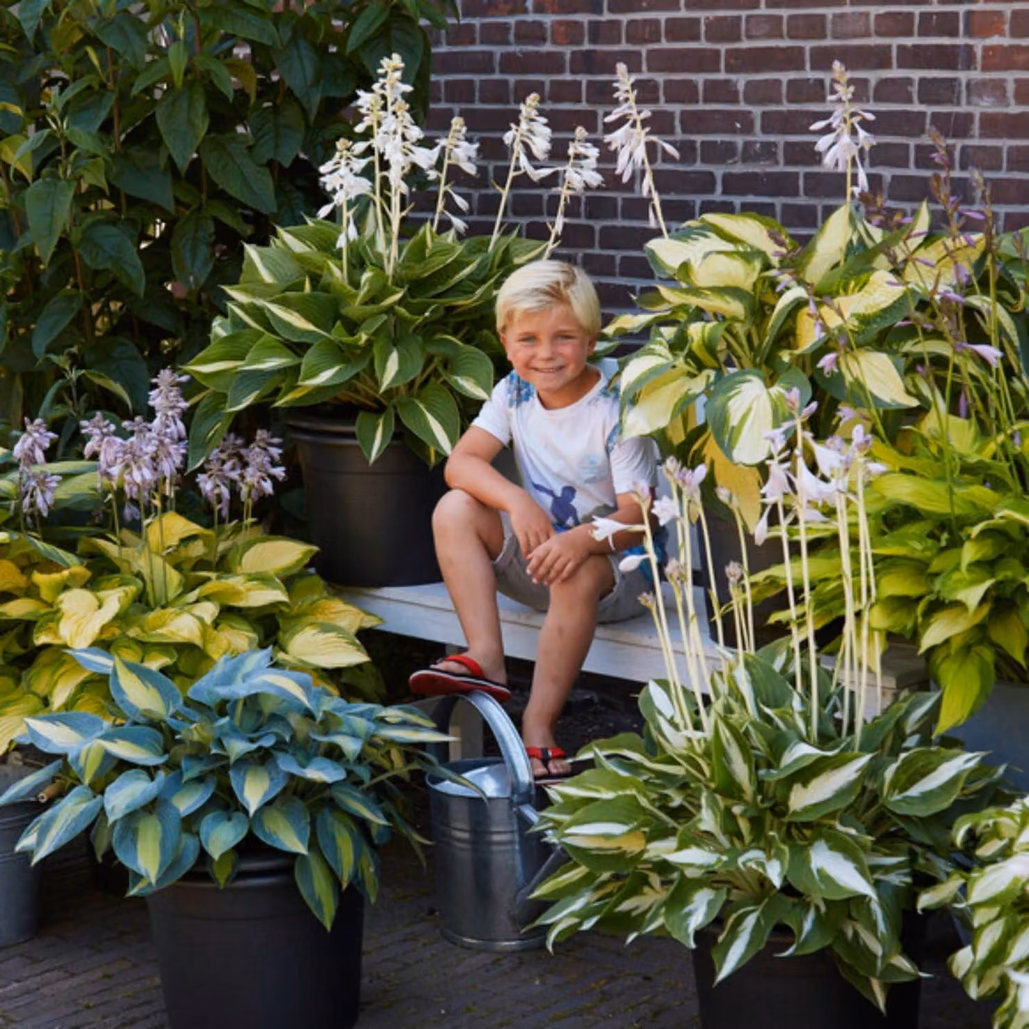 Hosta resistenti al freddo – Collezione premium di hosta – 10 rizomi – Piante perenni resistenti al freddo – Piante provenienti dai Paesi Bassi (senza semi, bulbi e non prodotte artificialmente)