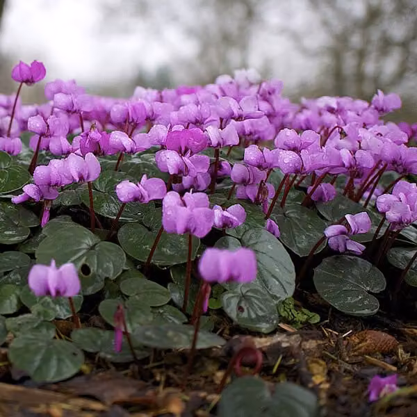 6 piante di ciclamino alpino primaverile (Cyclamen coum) | Vaso da 9x9 cm