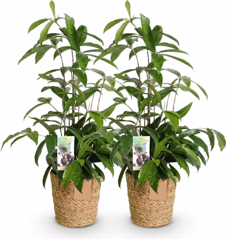Dracaena surculosa - Due piante rigogliose in un cesto decorativo - 17cm