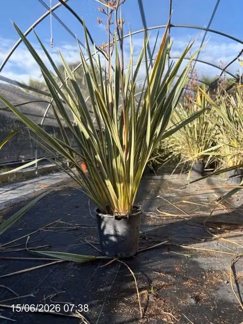 Phormium Tenax Variegatum ornamentale in vaso da 40 cm di Vivaio Garden Forest, pianta perenne verde e bianca per giardino outdoor
