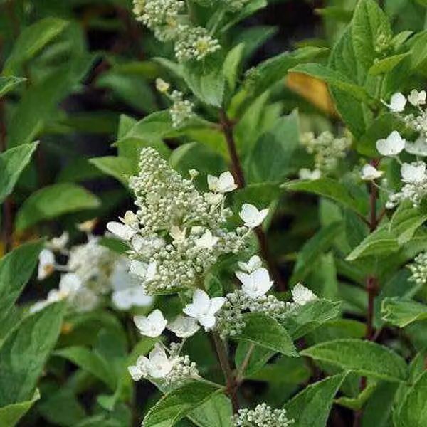2 ortensie - Hydrangea paniculata 'Unique' | Altezza: 40-50 cm, in vaso
