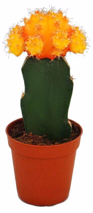 Gymnocalycium mihanovichii - fragola cactus - arancione - vaso da 5,5 cm