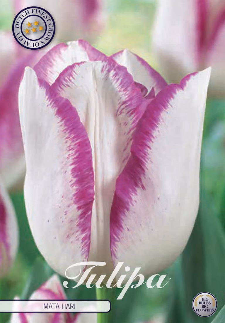 Tulipano Mata Hari (7 pezzi) | Bulbi di tulipano di Sam van Schooten