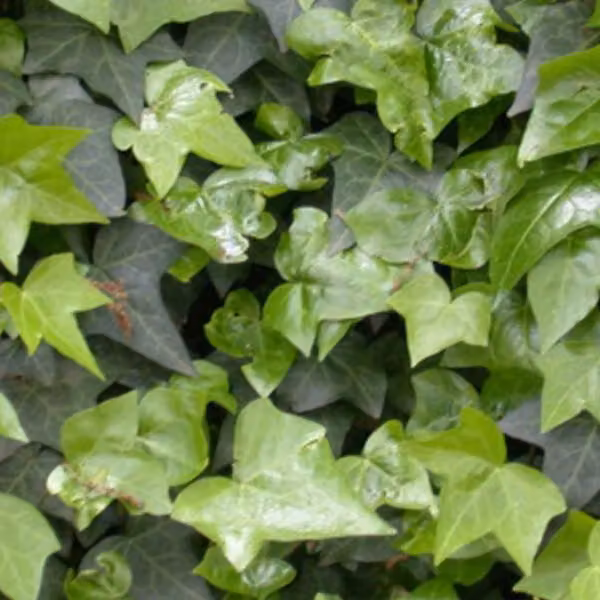 2 piante di edera comune (Hedera helix), alte 60-80 cm, in vaso