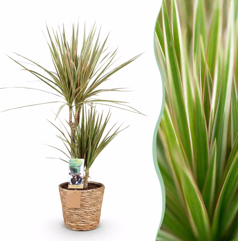 Dracaena Marginata Bicolore - Albero del drago - A bassa manutenzione - con cesto - Verde - 70-75cm - Ø17cm - Pianta d'appartamento - Sempreverde