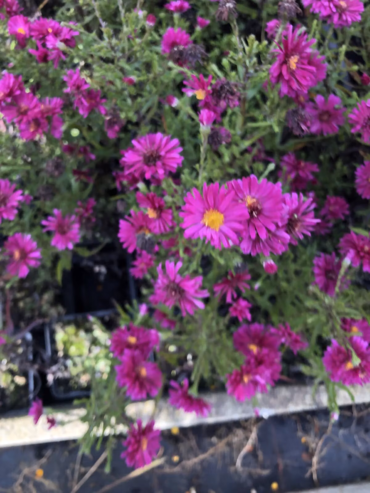 6 x Aster novi-belgii 'Royal Ruby' - Astro erbaceo di 9x9 cm