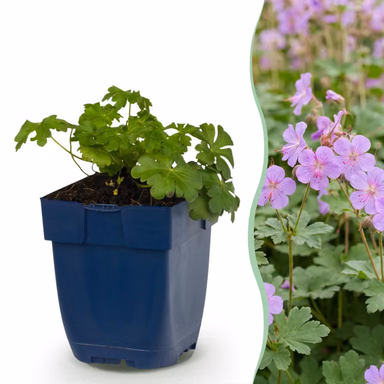 Geranium macr. Czakor - Becco di cicogna - Coprisuolo - Viola-rosa - 12 piante - 15-25cm - Ø11cm - Pianta da giardino