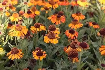 6 x Helenium hybr. 'Short'n Sassy' - Sonnenbraut - Topf 9 x 9 cm