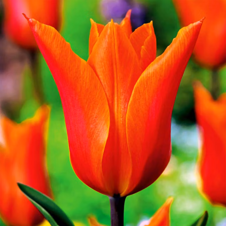 Tulipani Bulbi Bulbi Fiori Tulipani a fiore di giglio Ballerina 5 pz.